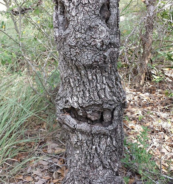 Funny tree with a face