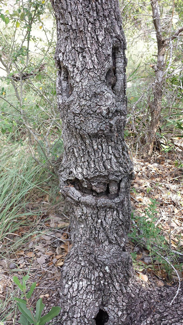 Funny tree with a face