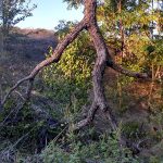 The top of a tree blew off in a storm and fell upside down. Now it looks like an Ent walking in the forest.