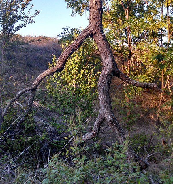 The top of a tree blew off in a storm and fell upside down. Now it looks like an Ent walking in the forest.