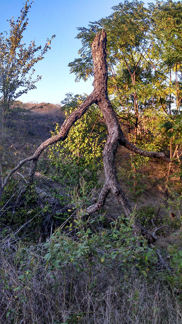 The top of a tree blew off in a storm and fell upside down. Now it looks like an Ent walking in the forest.