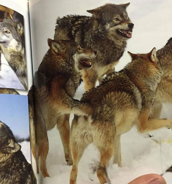 wolf pack