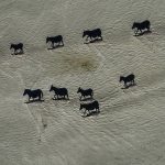 These migrating horses are actually shadows of zebras.