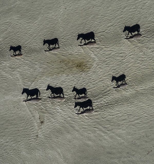 These migrating horses are actually shadows of zebras.