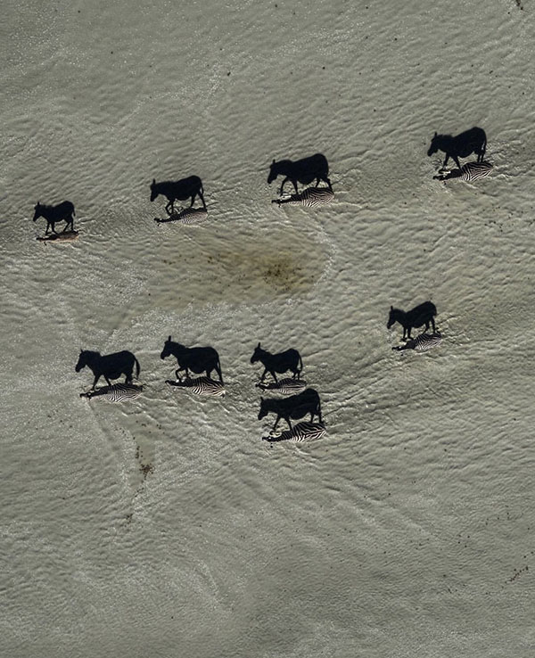 These migrating horses are actually shadows of zebras.